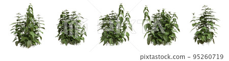 Set of grass bushes isolated on white. Common nettle. Stinging nettle. Urtica dioica. 3D illustration 95260719