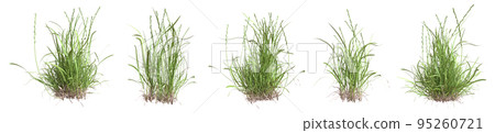 Set of grass bushes isolated on white. Perennial ryegrass. English ryegrass. Lolium perenne. 3D illustration Set of grass bushes isolated on white. Perennial ryegrass. English ryegrass. Lolium perenne. 3D illustration 95260721