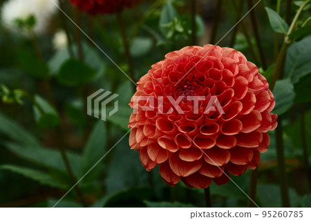 Dahlia Dahlia 95260785