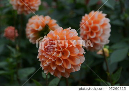 Dahlia 95260815