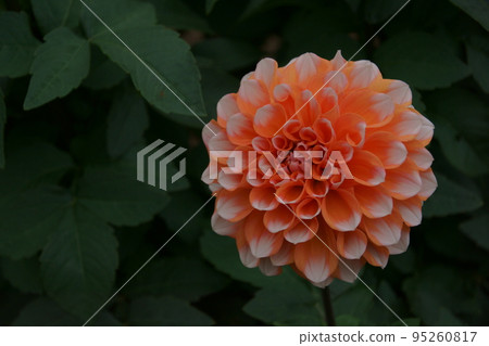 Dahlia 95260817