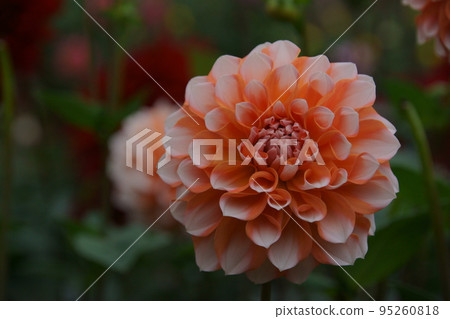 Dahlia Dahlia 95260818