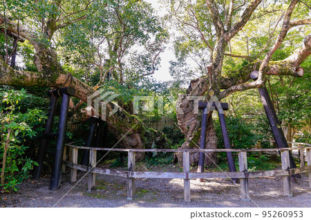 清森楠 清森楠 95260953