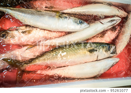 新鮮捕獲的鯖魚在水冰中 新鮮捕獲的鯖魚在水冰中 95261077