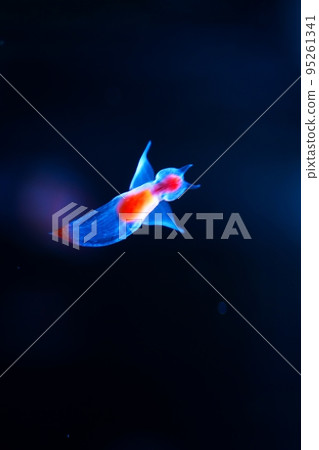 Shiretoko Fairy Clione Shiretoko Fairy Clione 95261341