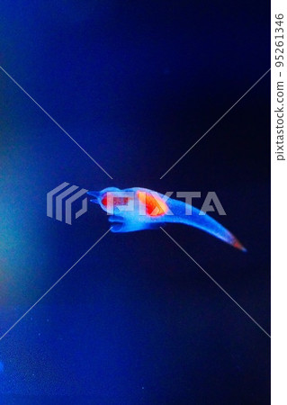 Shiretoko Fairy Clione Shiretoko Fairy Clione 95261346