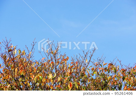 櫻桃樹葉子和藍天 95261406