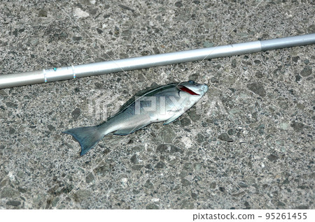 我釣到了一條黑魚 我釣到了一條黑魚 95261455