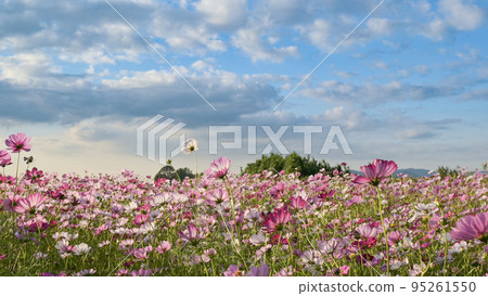 Autumn flowers cosmos are in full bloom, colorful autumn cherry blossoms shining in the clear blue sky 95261550