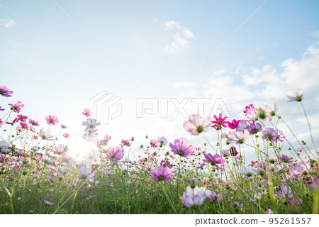 Autumn flowers cosmos are in full bloom, colorful autumn cherry blossoms shining in the clear blue sky 95261557