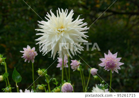 Dahlia 95261715