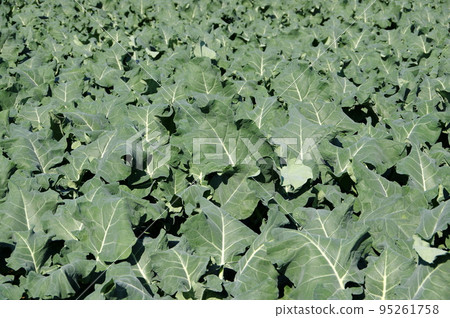Broccoli field Broccoli field 95261758