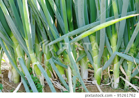 Onion field 95261762