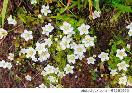 八方梅八莊 八方梅八莊 95261933