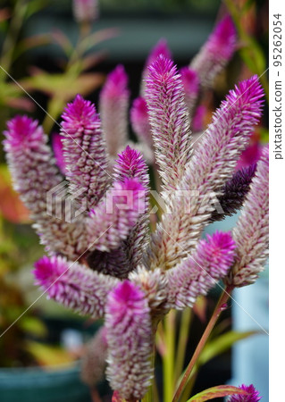 Cat-like cockscomb, ruby parfait 95262054