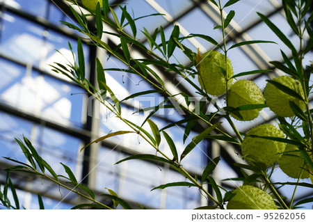 溫室中的八哥棉花 95262056