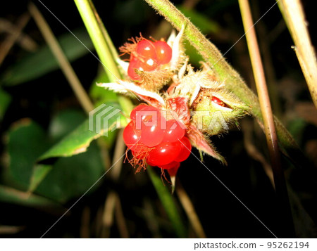 Wild strawberries Wild strawberries 95262194