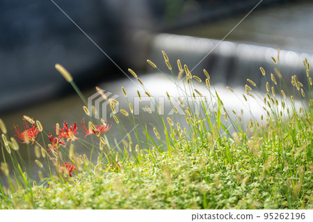 Handa City, Aichi Prefecture: Amaryllis and Nekojarashi along the Yakachi River, known as the home of the fairy tale Gongitsune Handa City, Aichi Prefecture: Amaryllis and Nekojarashi along the Yakachi River, known as the home of the fairy tale Gongitsune 95262196