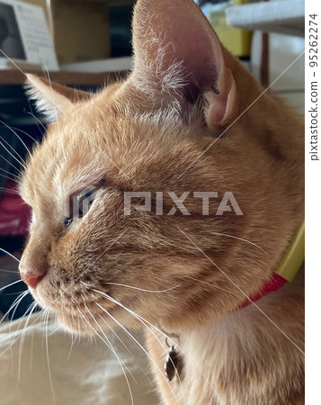 Profile of a brown tiger cat listening indoors Profile of a brown tiger cat listening indoors 95262274