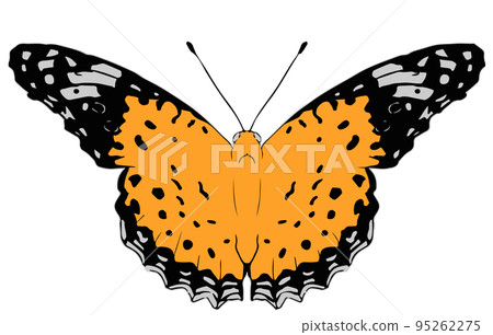 Vector illustration of a female black fritillary Vector illustration of a female black fritillary 95262275