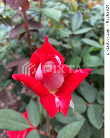 rose	 rose	 95262924