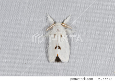 White-spotted moth (Tsurui Village, Hokkaido) 95263648