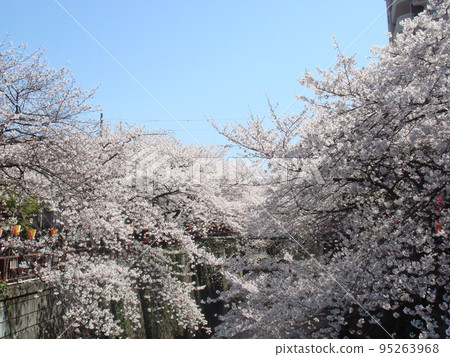 櫻花 櫻 賞櫻 95263968