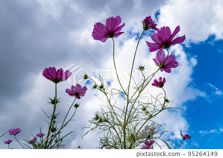 開花往天空的波斯菊 開花往天空的波斯菊 95264149