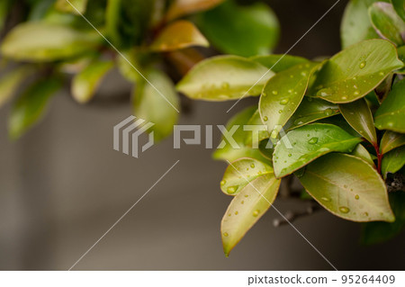 Sunlight pours on sakaki leaves after spring rains 95264409