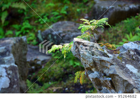 Hakodate Miharashi Park / Kosetsuen - within the park grounds 95264682