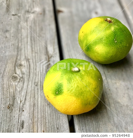Tangerine fruit Tangerine fruit 95264948