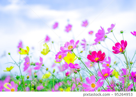 Cosmos Akiten 95264953