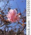 藍天和櫻花 95265090