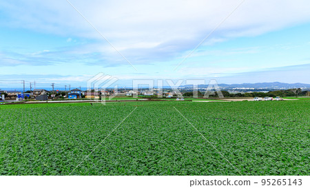 三浦特產蘿蔔田 95265143