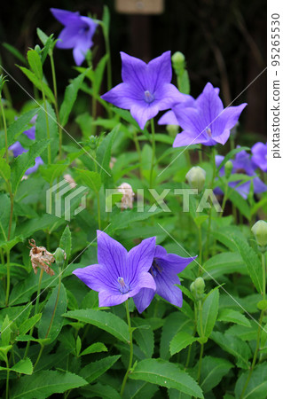 中國桔梗 95265530