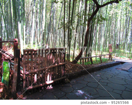 京都嵐山竹林 京都嵐山竹林 95265566