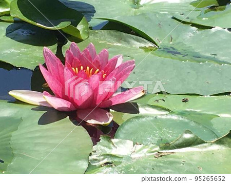 開花在水面上的蓮花 開花在水面上的蓮花 95265652