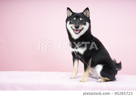 黑芝雪利酒坐著微笑 95265723