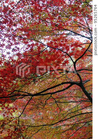Autumn leaves Autumn leaves 95265764