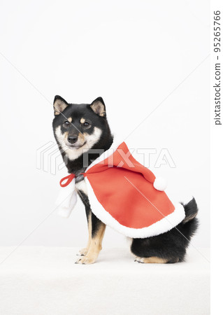 穿著聖誕老人服裝的黑柴雪莉微笑著 95265766