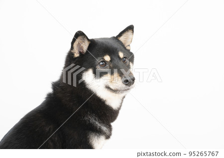 微笑的黑柴雪莉簡介 95265767