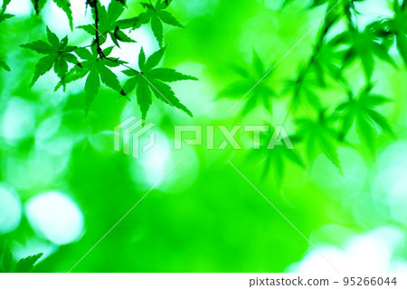 新綠楓生態圖像 新綠楓生態圖像 95266044