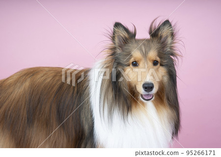 Bust-up of a smiling sheltie Alice with a pink back 95266171