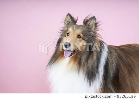 Alice the smiling sheltie bust up Alice the smiling sheltie bust up 95266189
