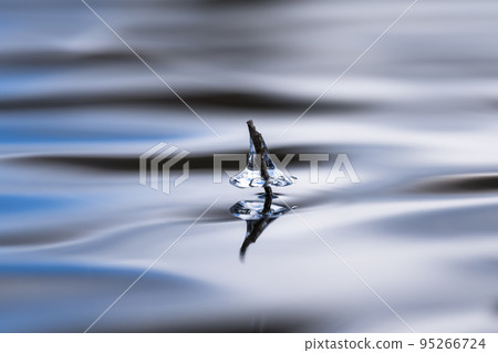 漂浮在池塘里的寶石 漂浮在池塘里的寶石 95266724