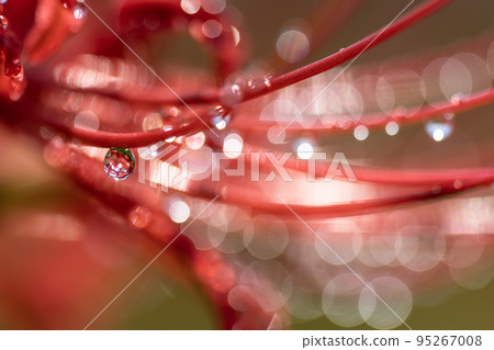 Cluster amaryllis and crystal after the rain 95267008