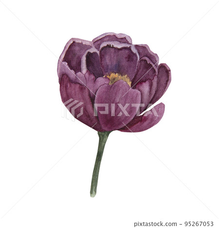 Watercolor illustration of voilet peony flower isolated Watercolor illustration of voilet peony flower isolated 95267053