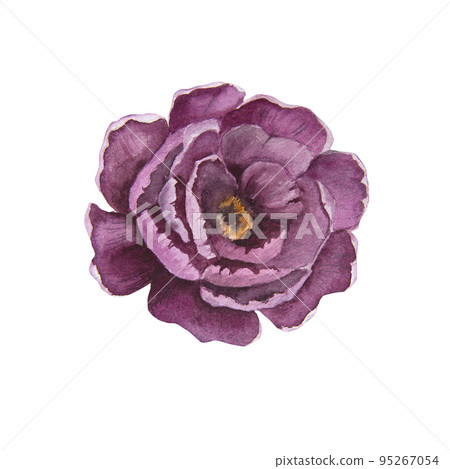 Watercolor illustration of voilet peony flower isolated Watercolor illustration of voilet peony flower isolated 95267054