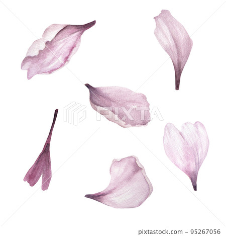 Watercolor illustration of delicate pink flower petals isolated 95267056