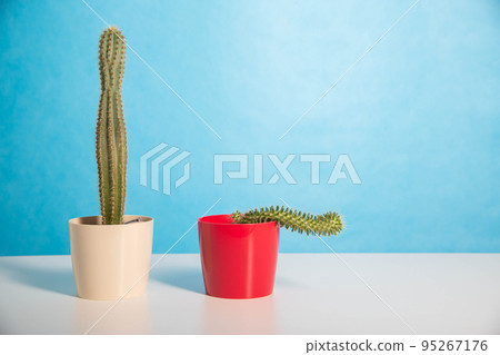 Two pots red and white with a large and a small cactus on a blue background. The concept of drugs to improve erection and libido. Viagra, men's health. Copy space for text 95267176